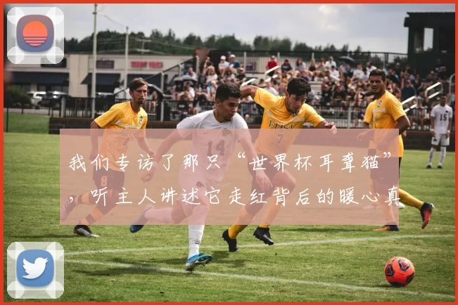 我们专访了那只“世界杯耳聋猫”，听主人讲述它走红背后的暖心真相