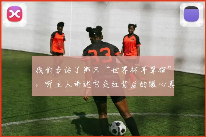 我们专访了那只“世界杯耳聋猫”，听主人讲述它走红背后的暖心真相